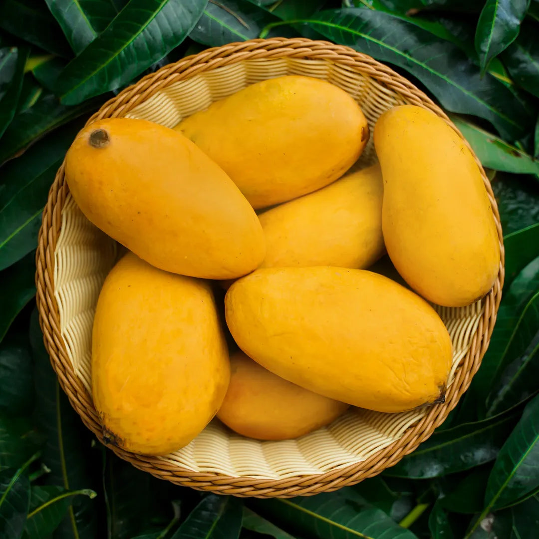 Mango Sindhri (0.9-1.1kg)