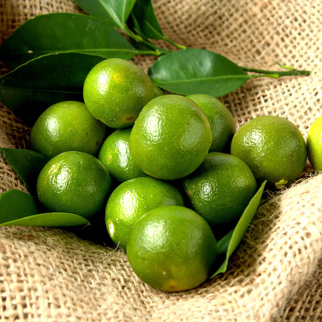 Sweet Lime (1st) 1 Dozen