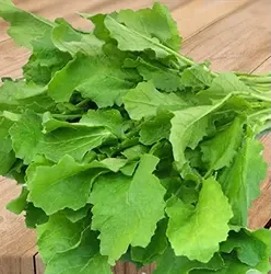Mustard 1 Bundle