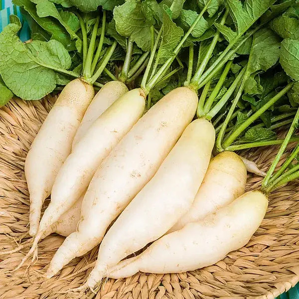 Radish 1kg