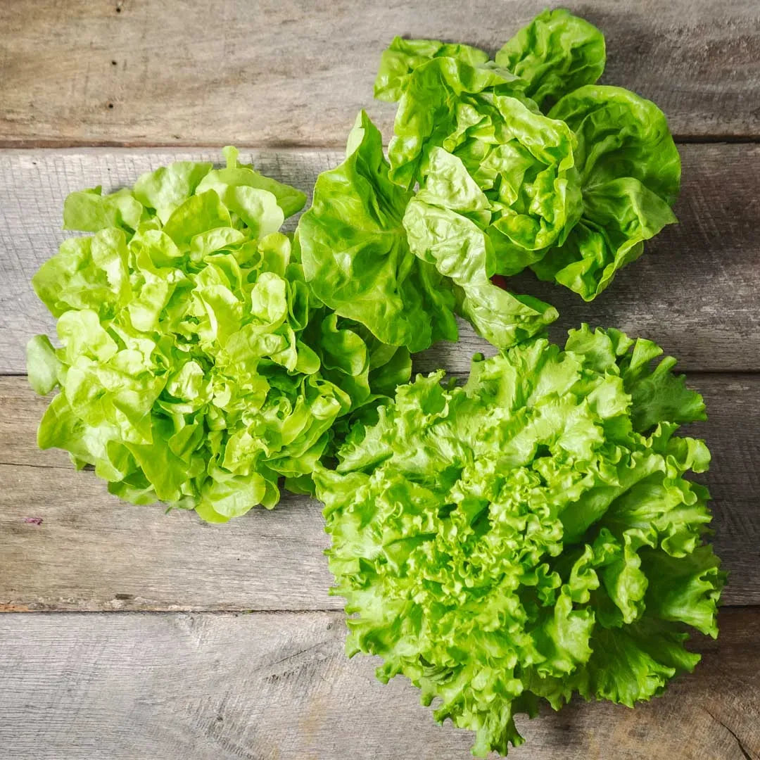 Lettuce 1 Bundle