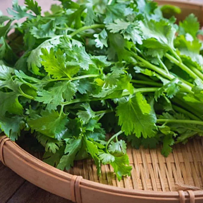 Green Coriander 1 Bundle